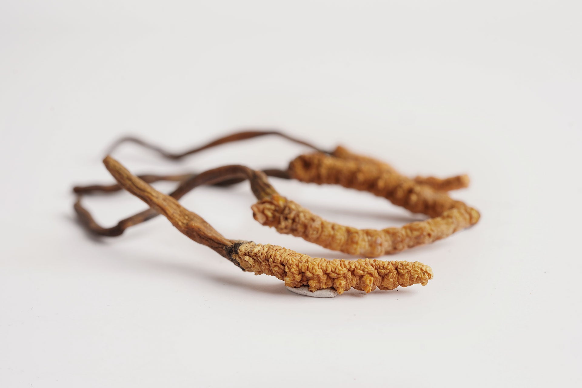 a close-up of wild cordyceps sinensis fruiting body