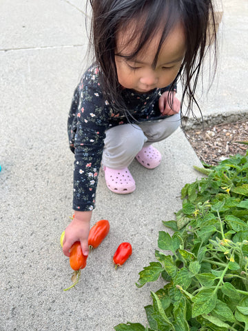 Child sorting tomatoes outside