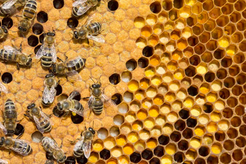 A closer look at how bees make honey - PerfectBee
