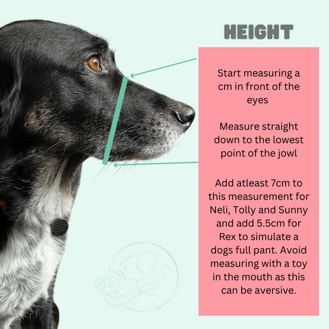 image of dog with line from top of dog's nose to the bottom of jaw. Text reads "start measuring a cm in front of the eyes. Measure straight down to bottom of dogs jowl. Avoid measuring with a toy in dog's mouth as this can be aversive.'