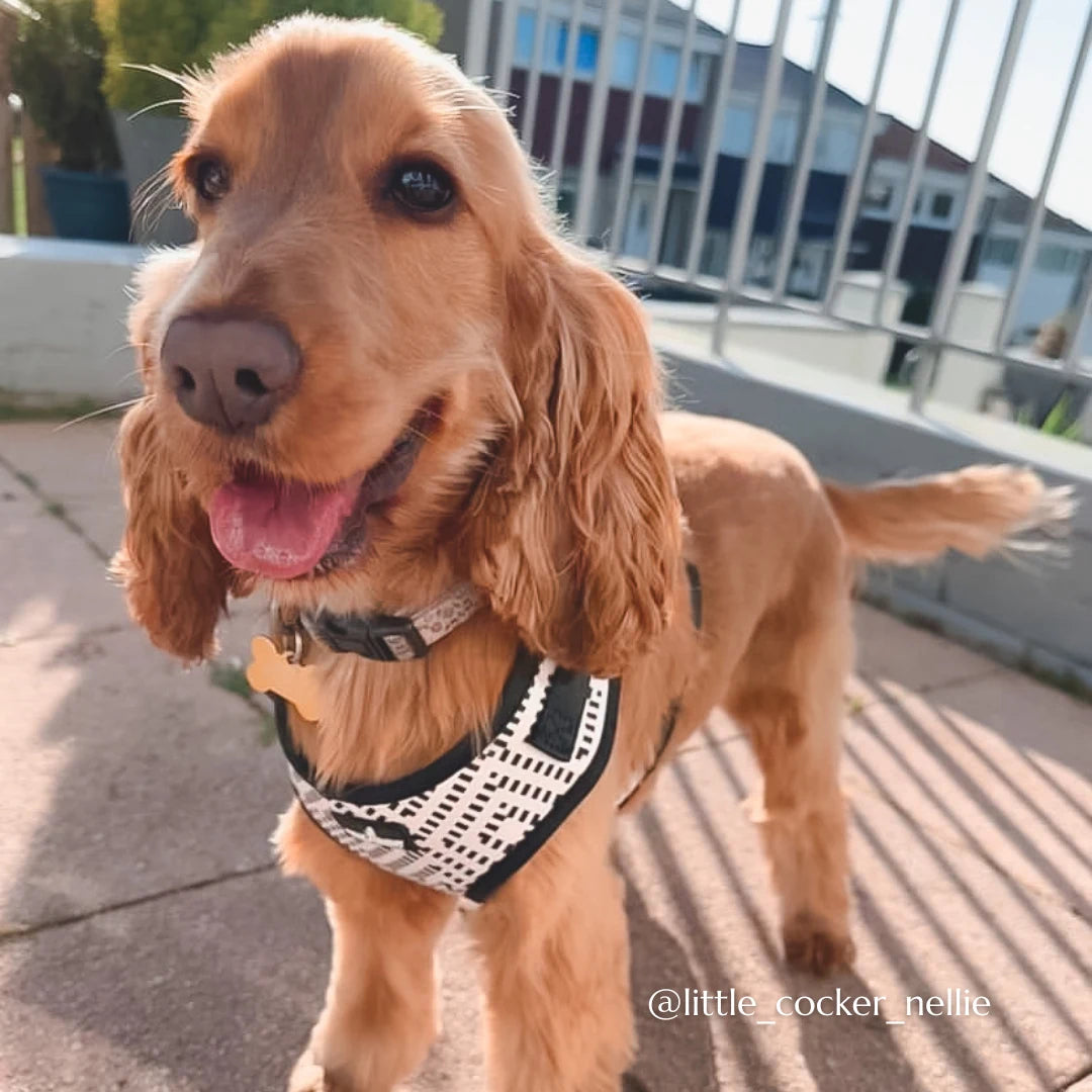 little_cocker_nellie