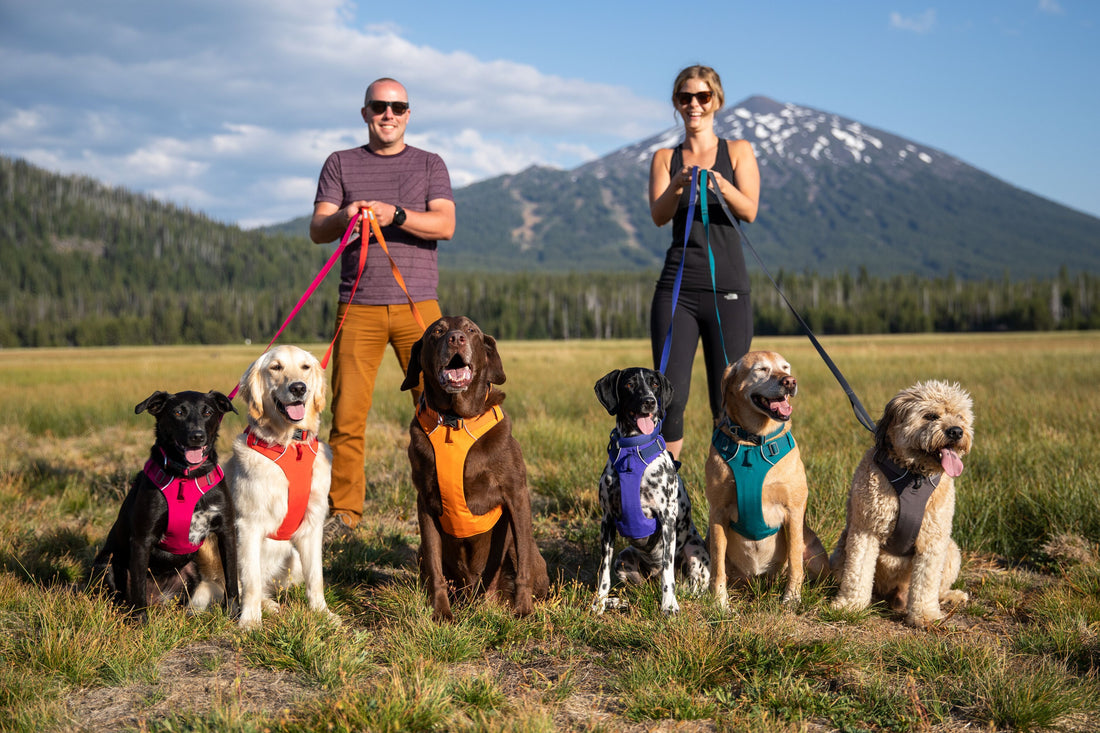 are harnesses good for big dogs