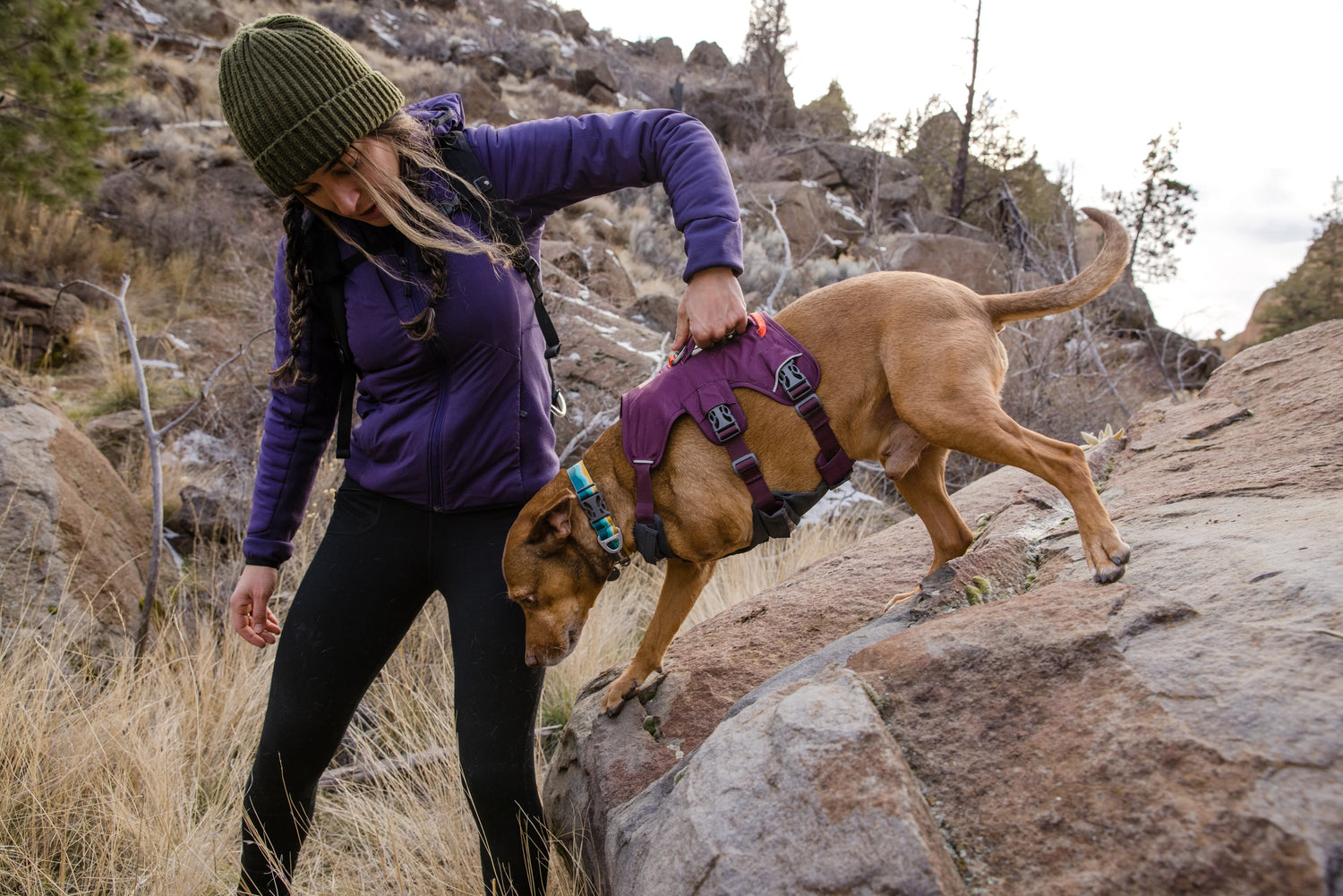 Dog Harness