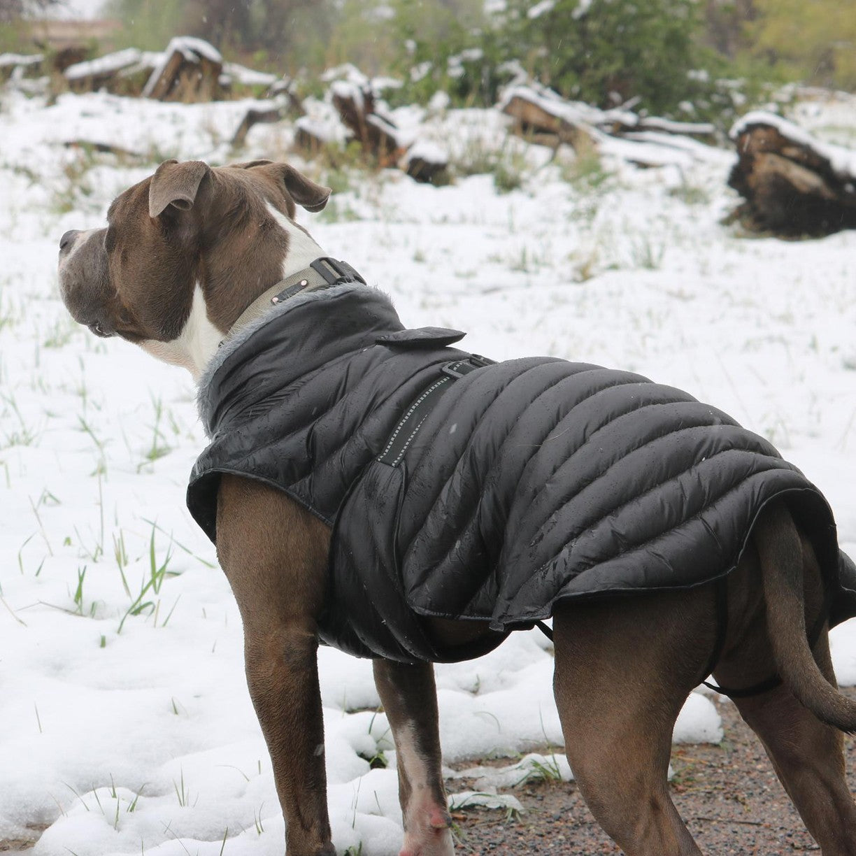 dog jumpsuit winter