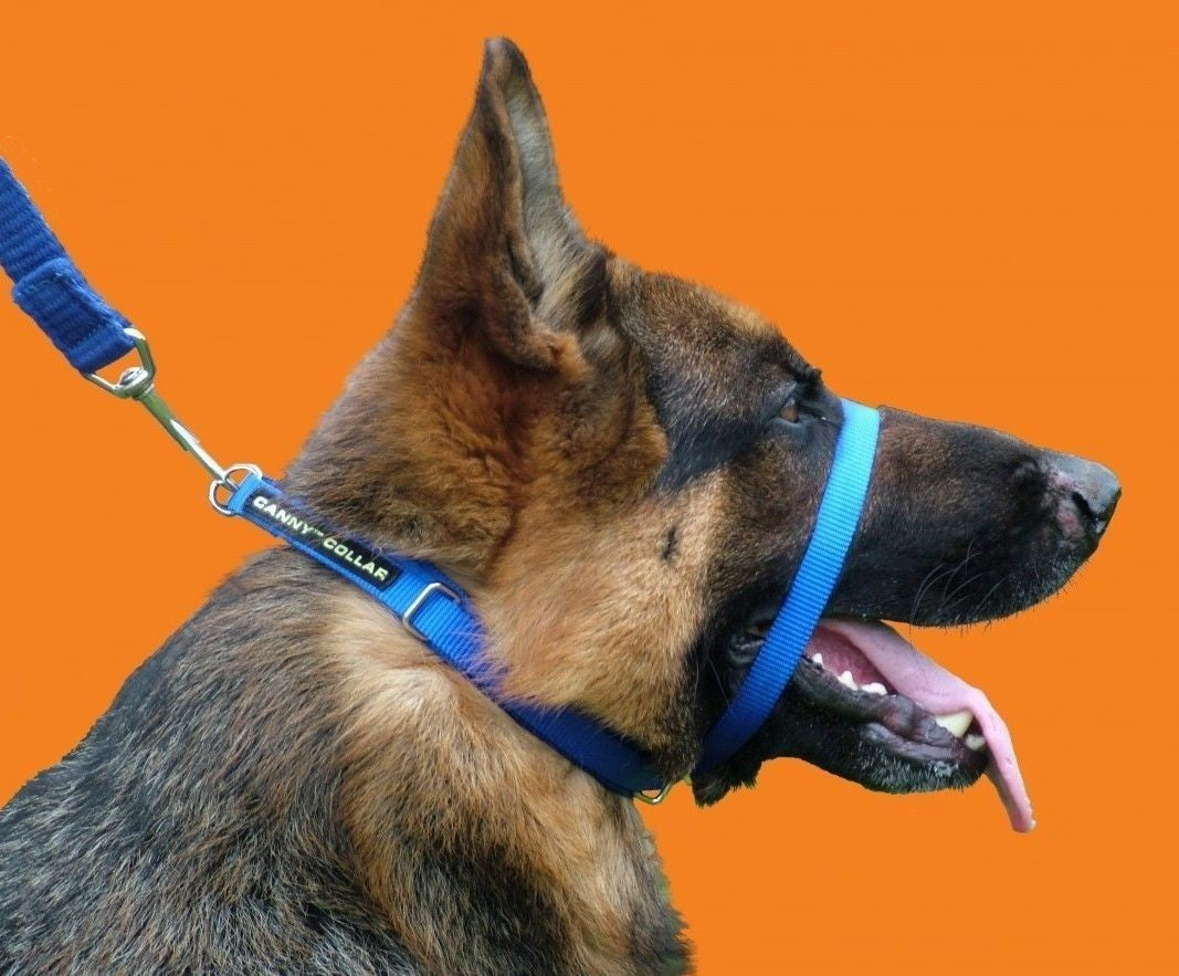 what is the best collar to stop a dog pulling