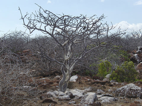 帕洛桑托樹，照片來自 Ben Littauer 秘魯聖木
