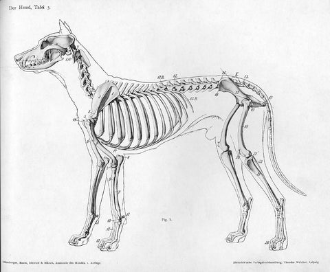 Dog anatomy lateral