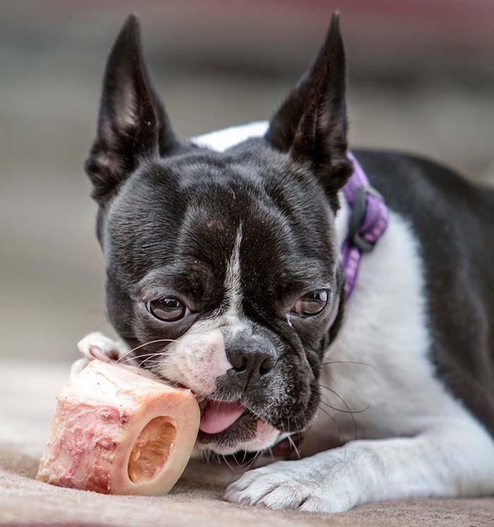 pug chewing on marrow bone