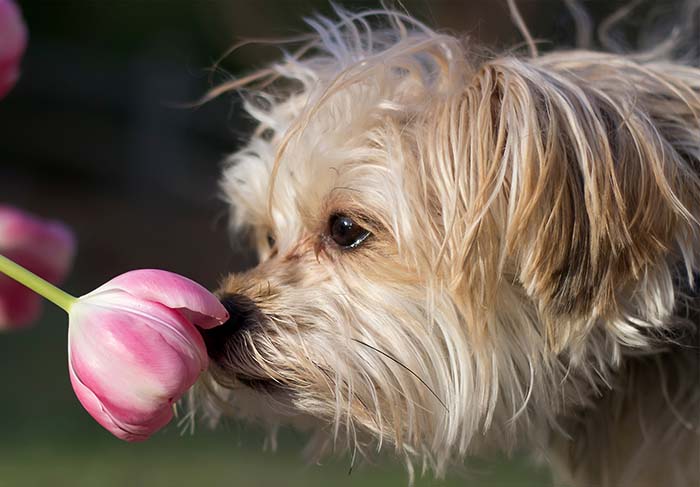 Shih Tzu dog sniffing a flower