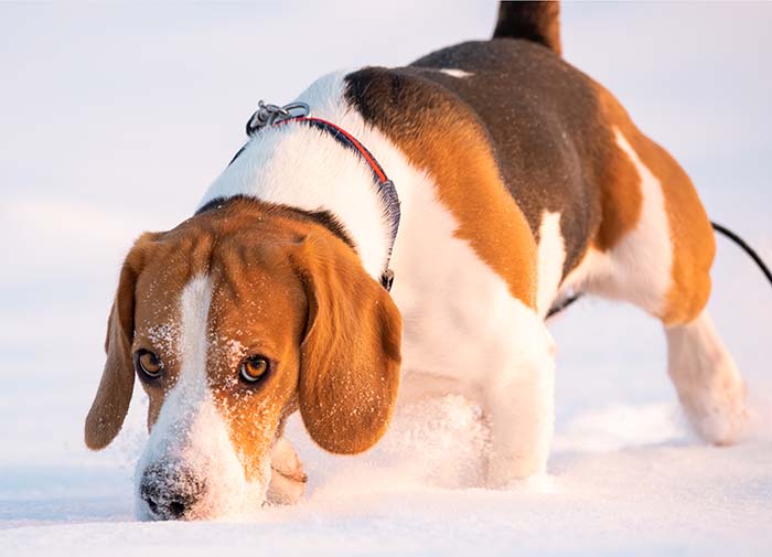 dog sniffing in the snow