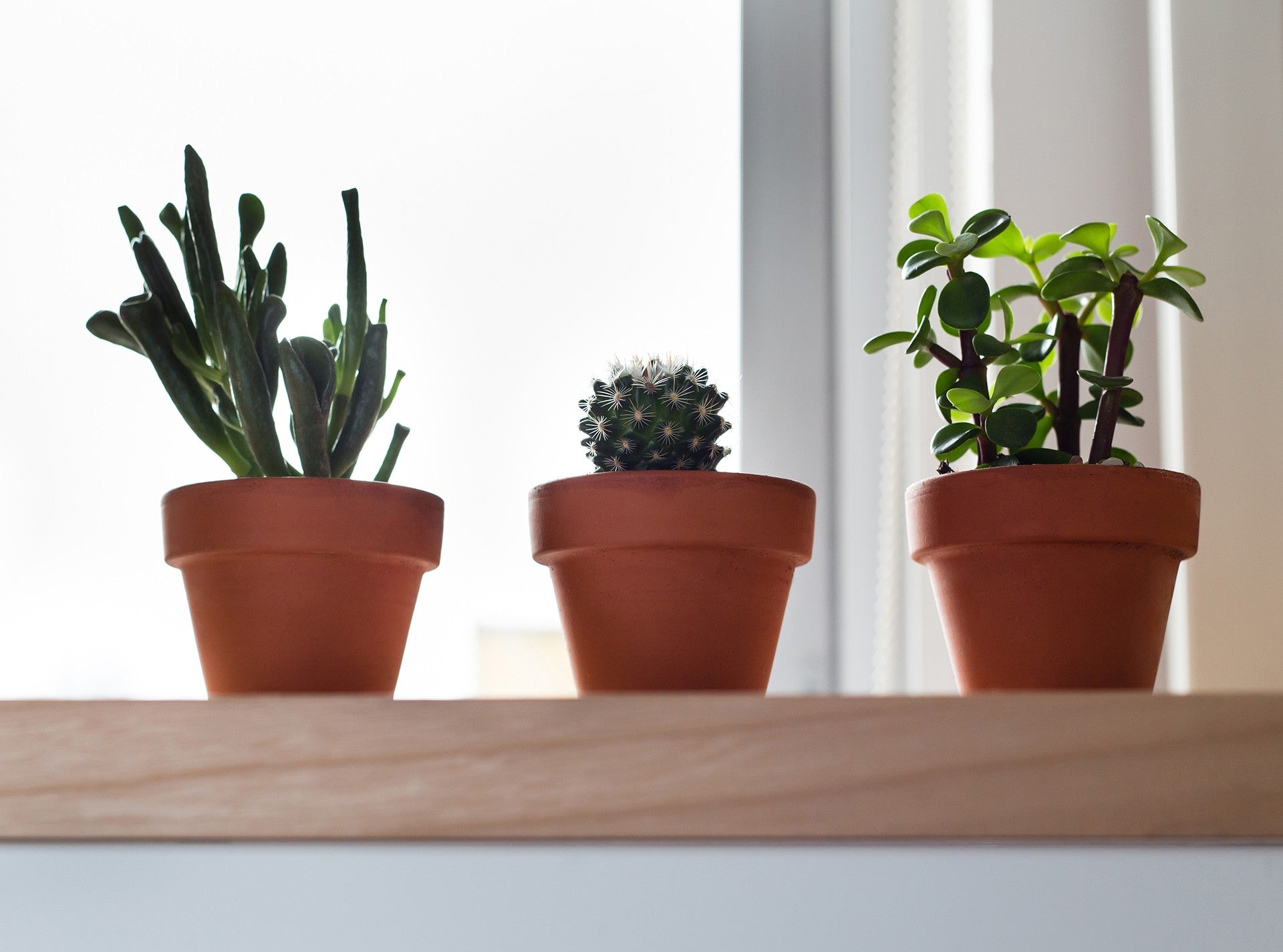 Three terracotta planters with green cacti. 