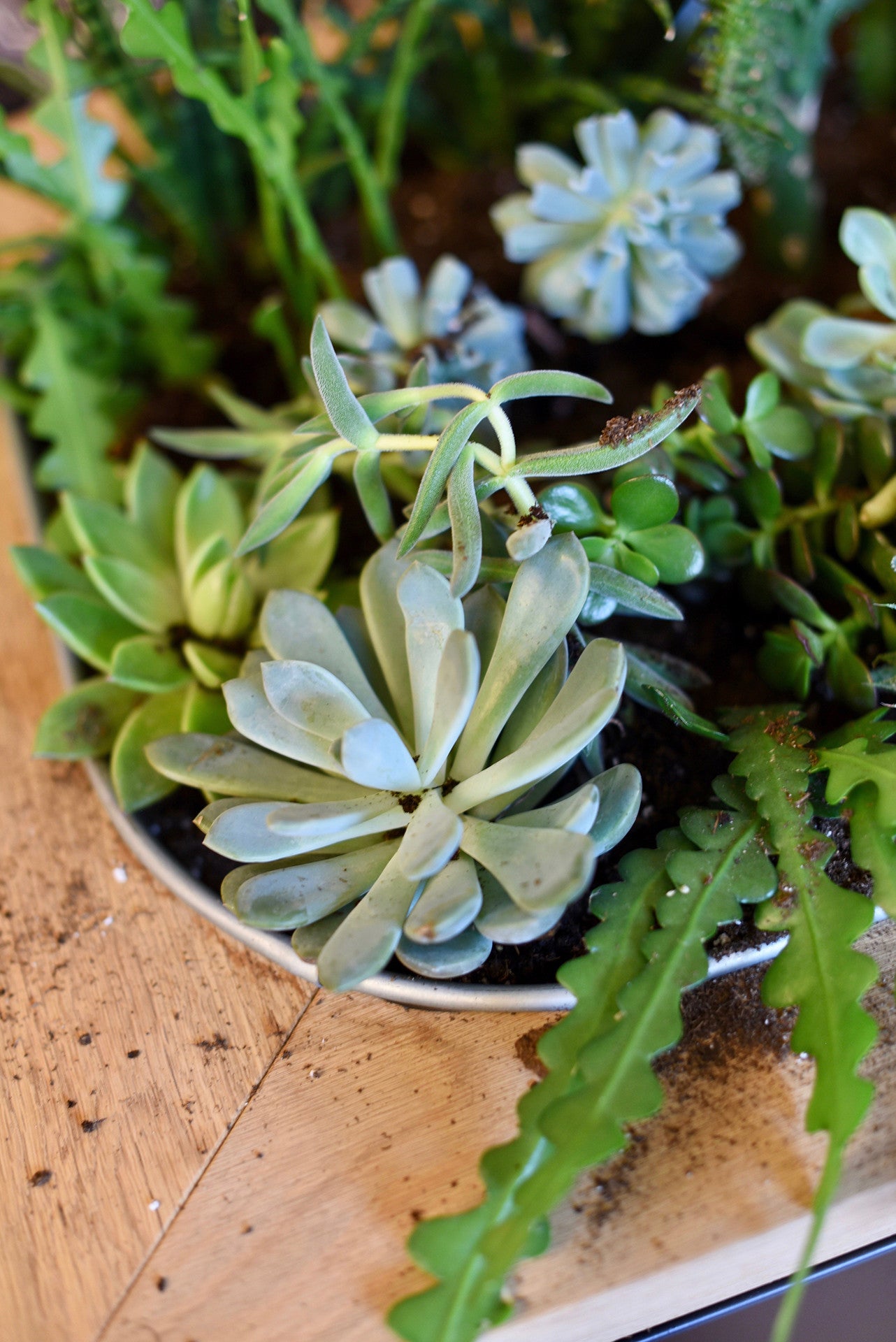 Cactus planter dans notre jardinière coquo en chêne naturel. Parfait pour l'intérieur et extérieur. 