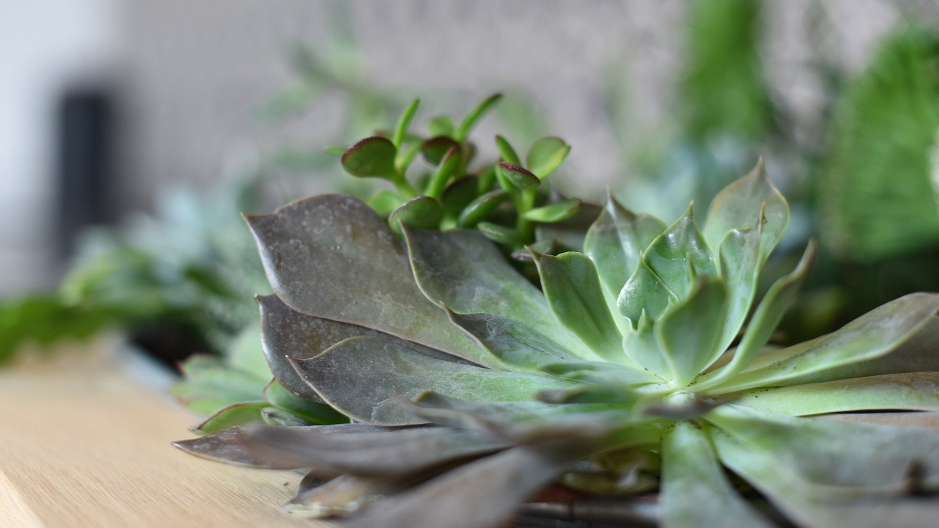 Quelques galets, du gravier et une plante, le tour est joué !