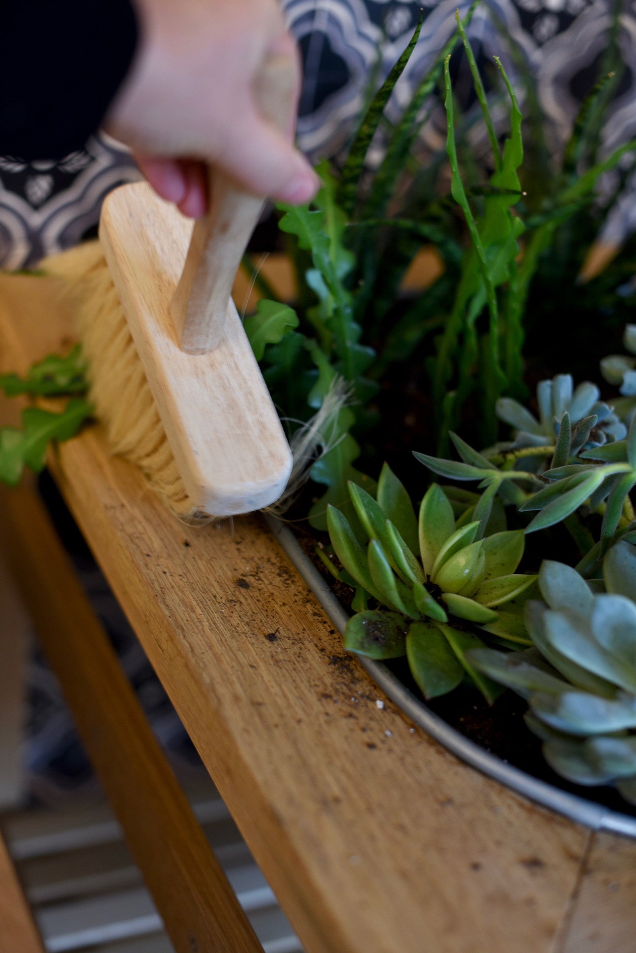 Planter dans notre jardinière coquo en chêne naturel. Parfait pour l'intérieur et extérieur. 