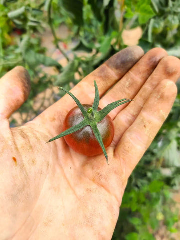 kleine-cocktail-tomate