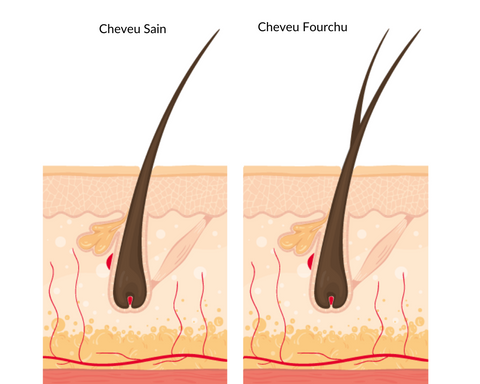 hair split ends