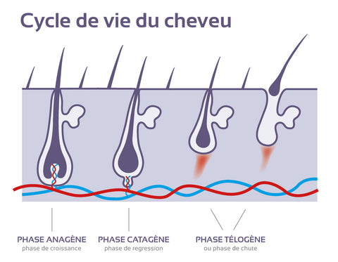 cycle cheveu