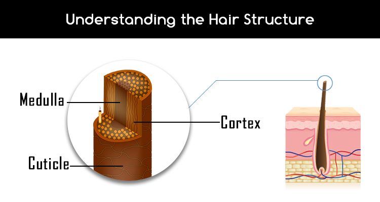 structure cheveux