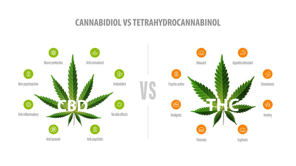 Cannabis, chanvre, CBD, THC… Quelles différences ? Voici ce que dit la loi