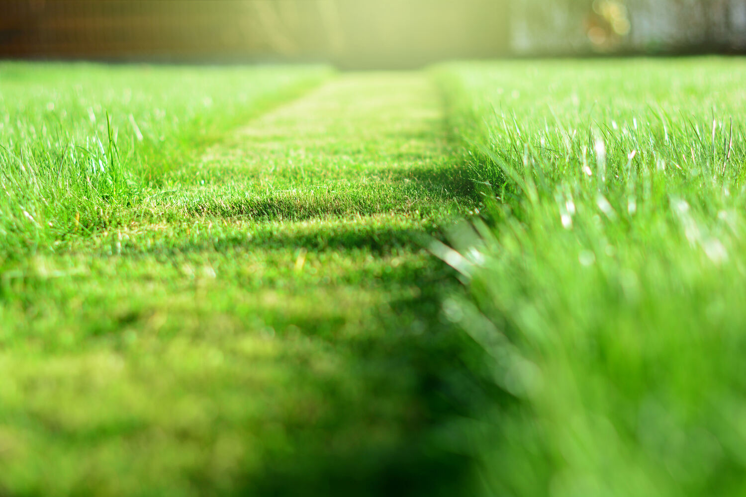 where to buy lawn fertilizer