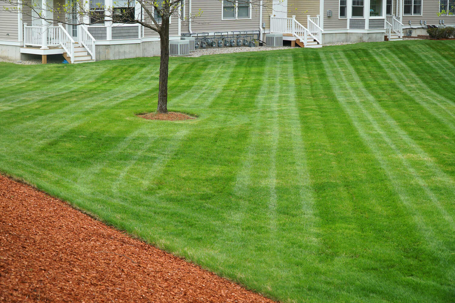 best grass for north carolina