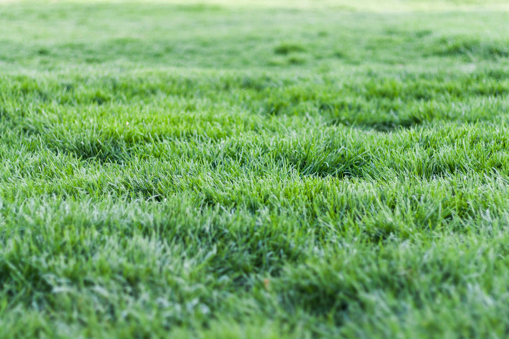 fertilize lawn in nc