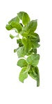Oregano leaves to represent Pranorom essential oil pearls available on the Red Point virtual store