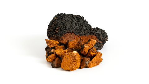 chaga mushroom medicinal properties (inonotus obliquus)