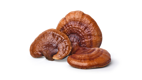 reishi mushroom (ganoderma lucidum)