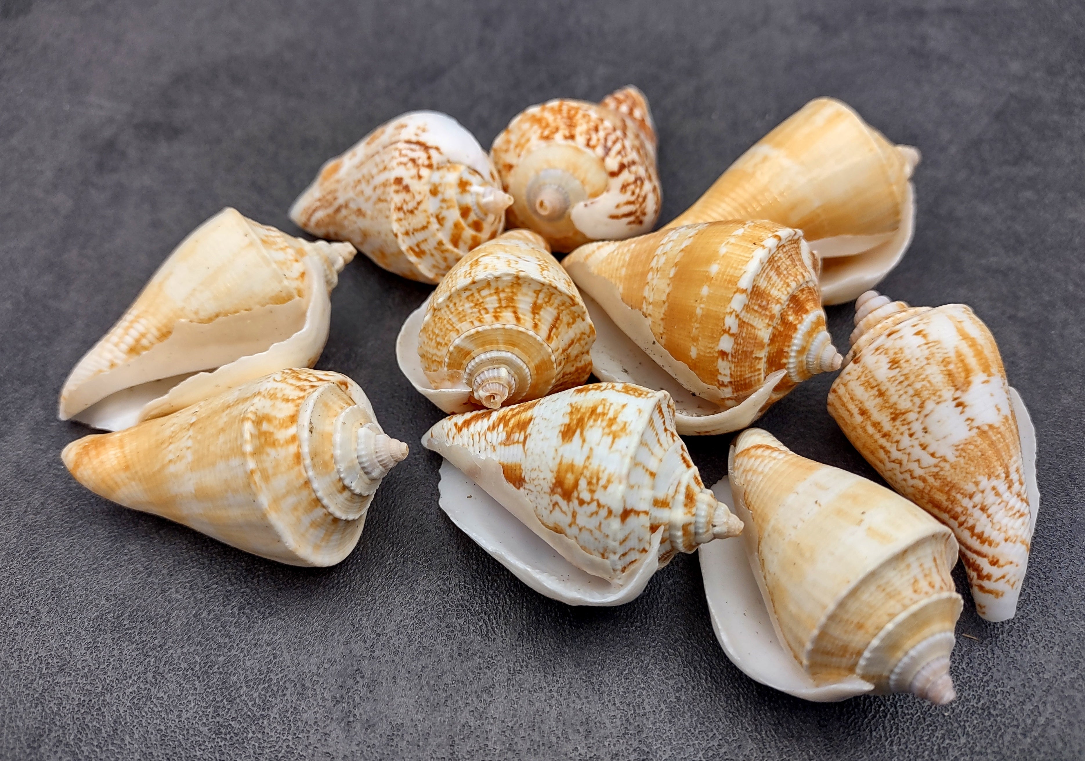 Margined Conch Seashells Strombus Marginatus (10 shells approx. 1.5+ inches) Conch shell great for coastal crafting and displays!