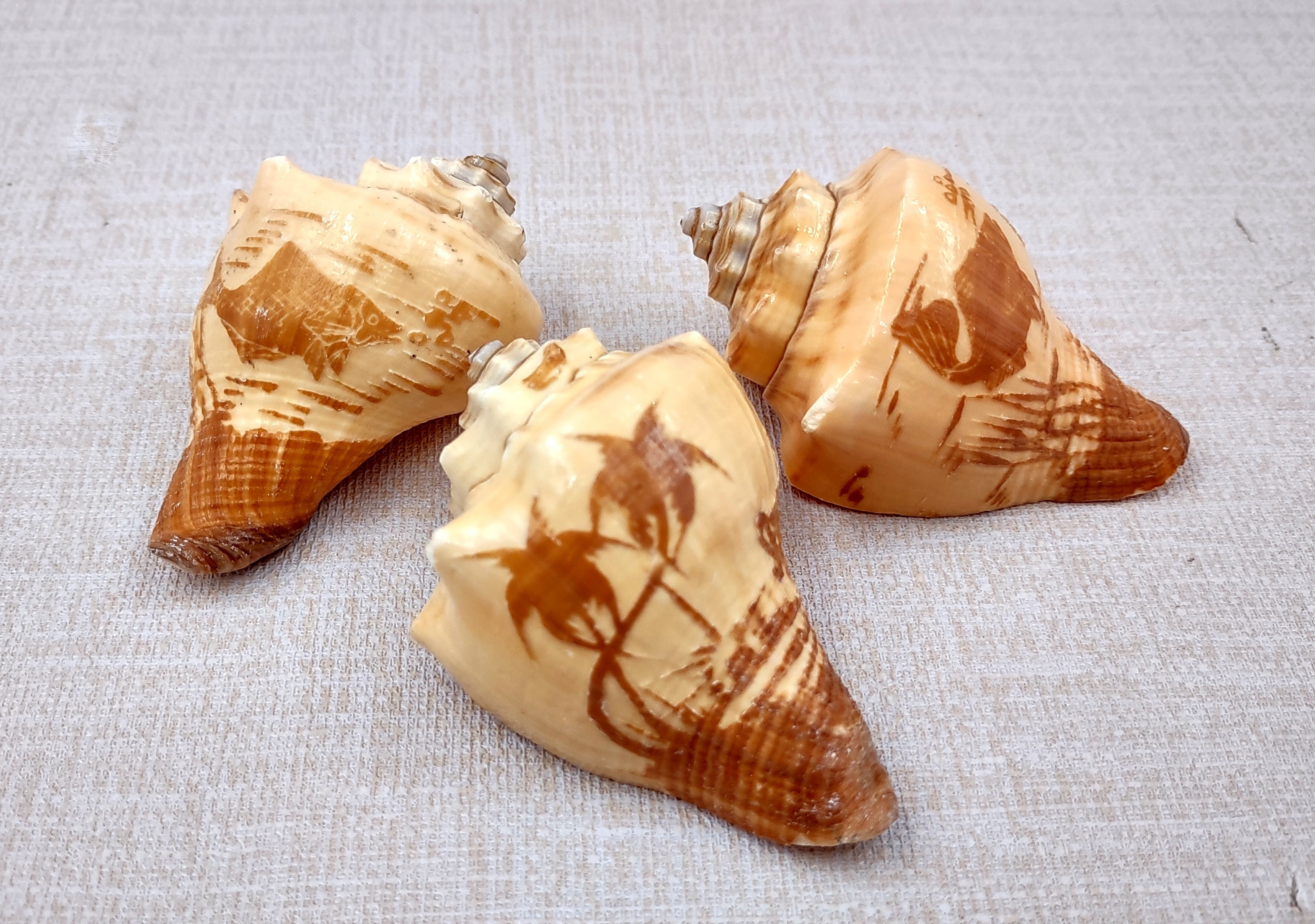 Carved Conch Seashell Decorative Set Two Fish And Sunset (3 shells approx. 3+ inches) Conch shell great for coastal crafting & gifting!