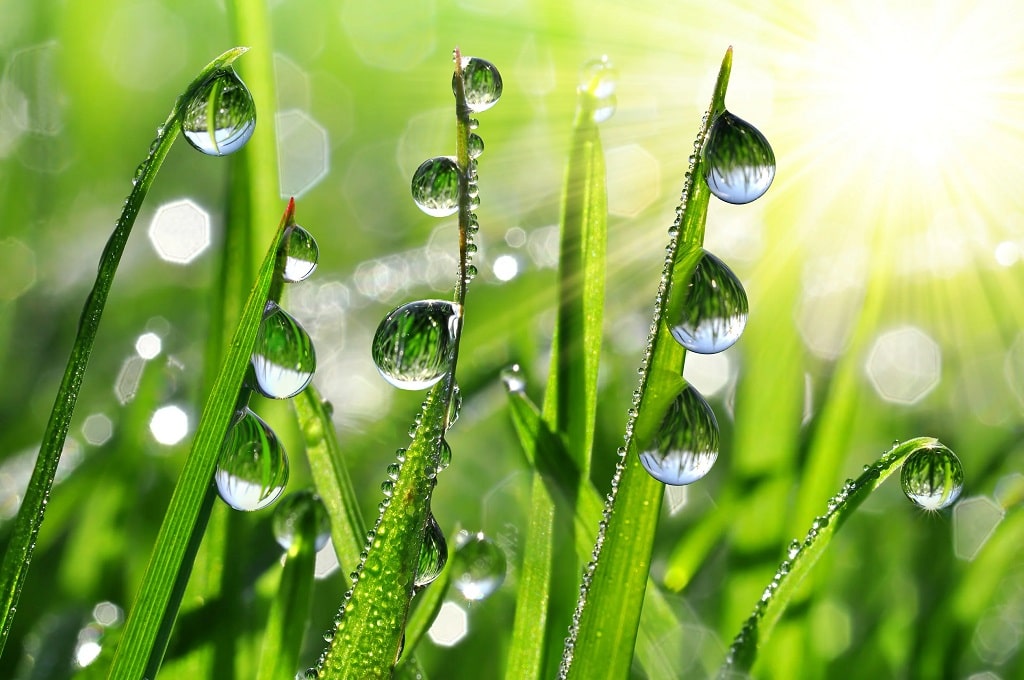 An image of drops of dew on the grass.