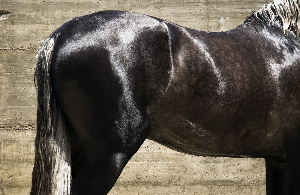 Does your horse need a Magnesium supplement?