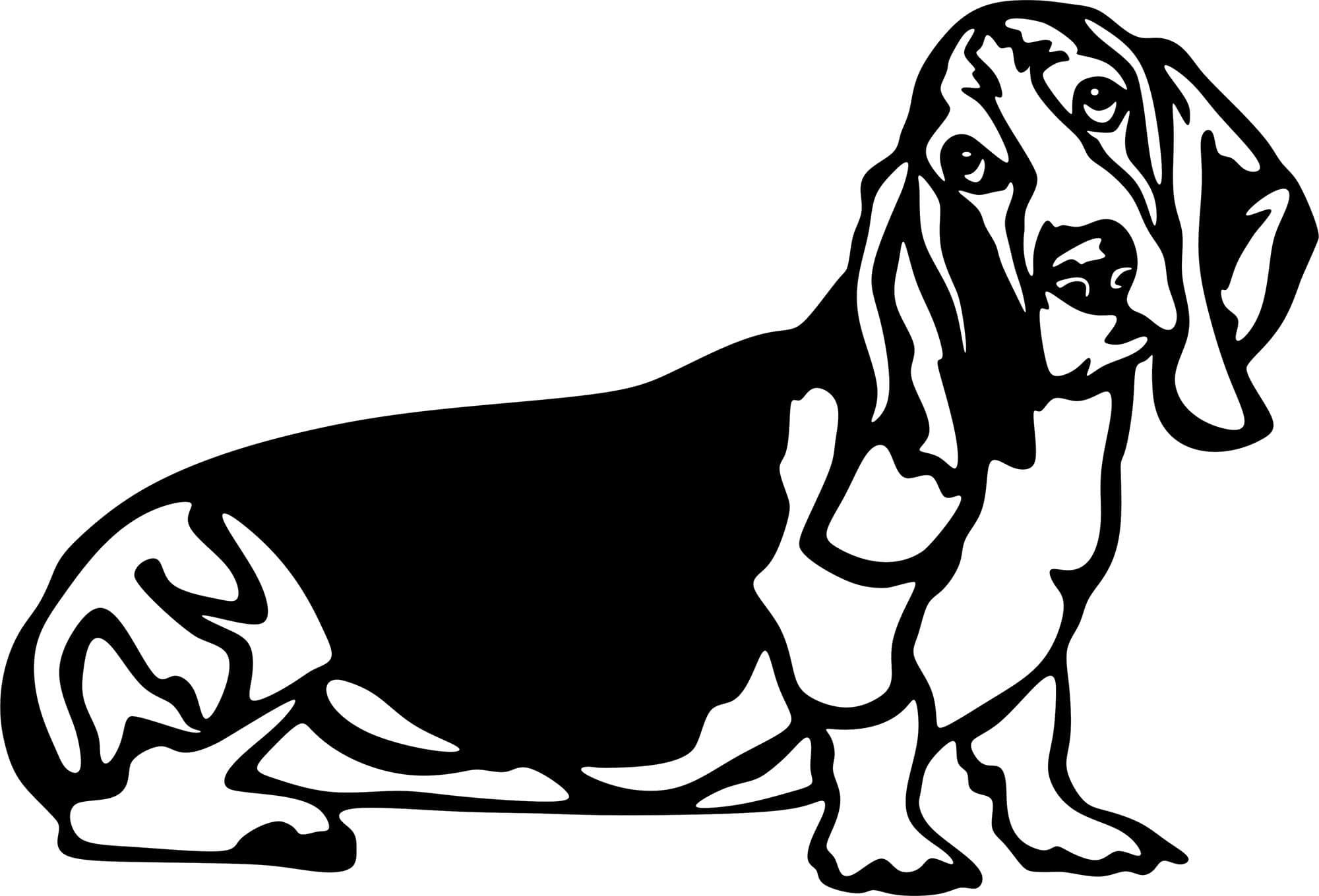 Basset Hound Dog