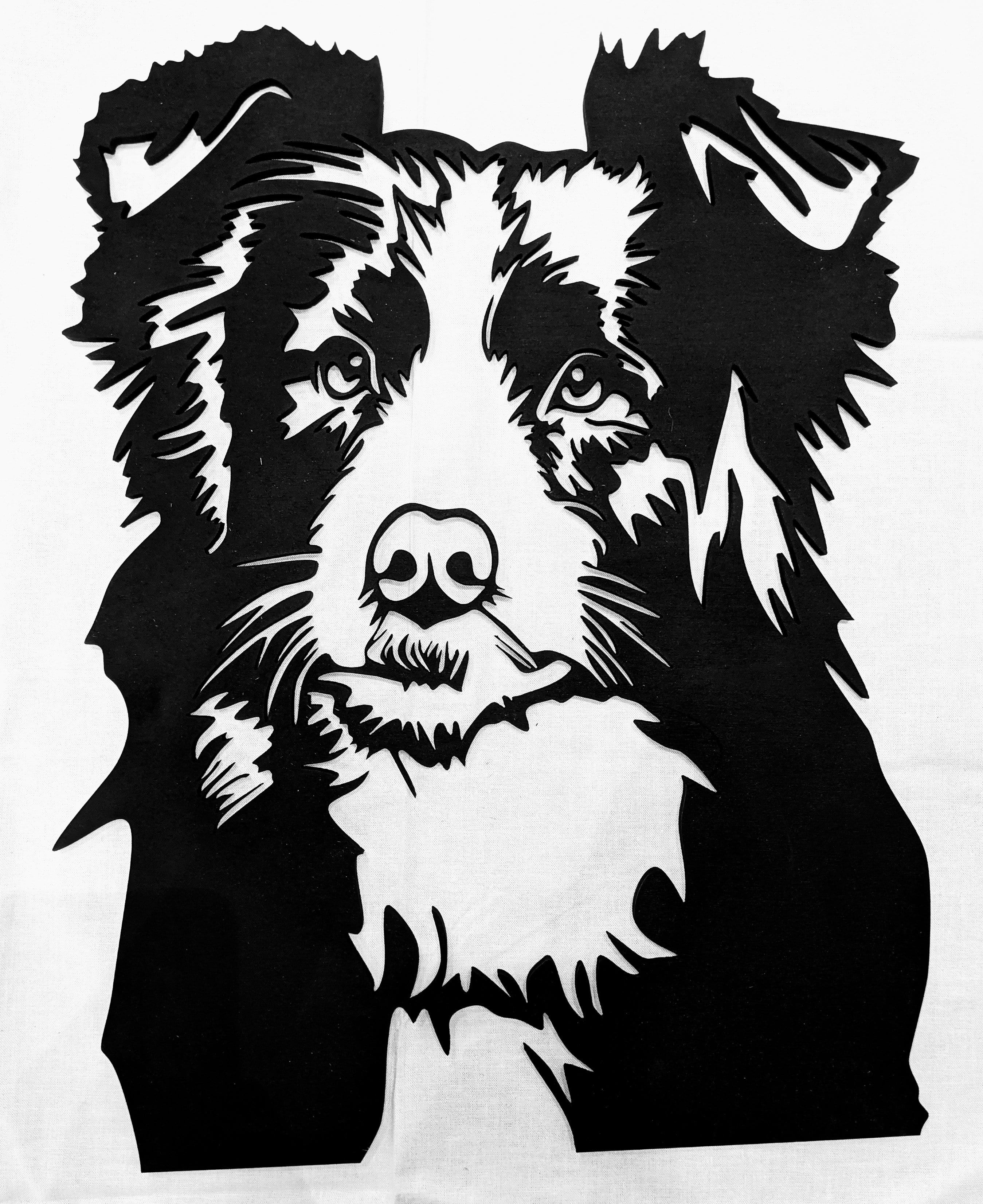 Border Collie