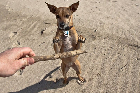 Entrenamiento Podenco Maneto