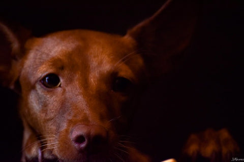 podenco maneto sociabilización y obediencia