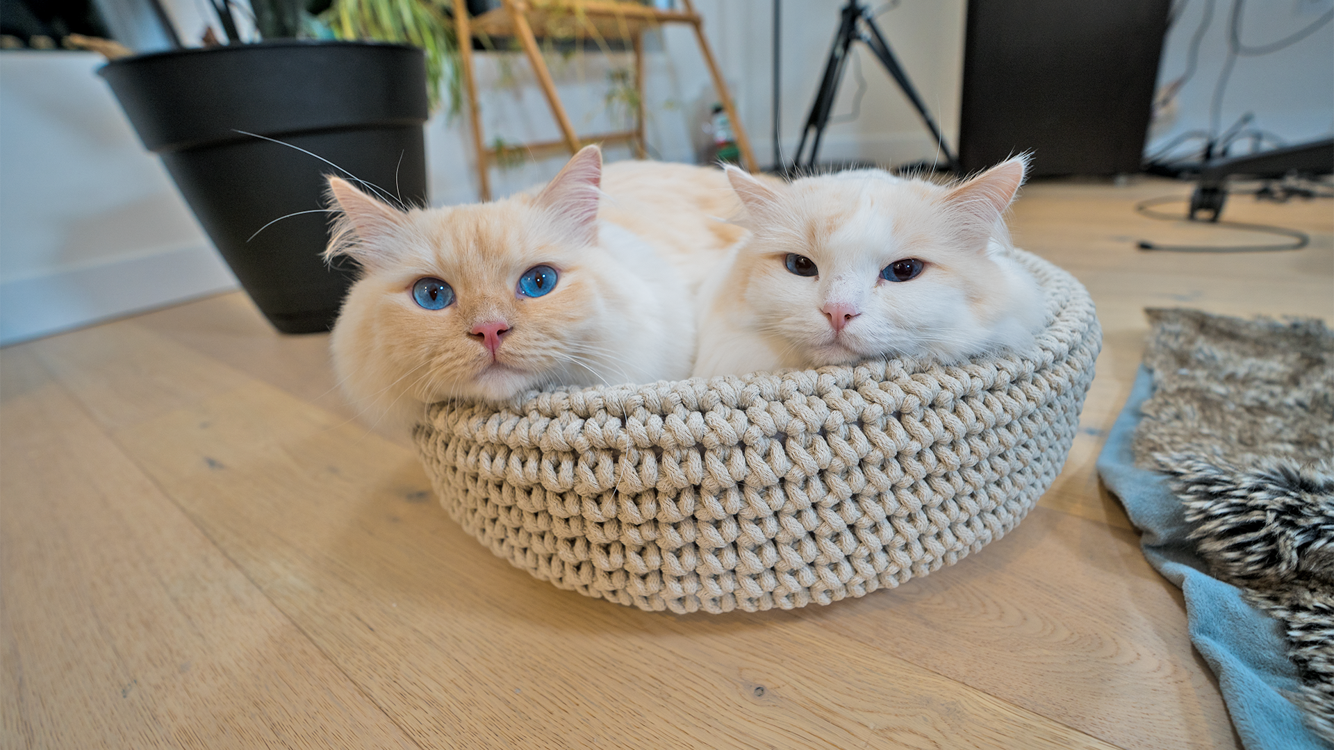 cream ragdoll cats