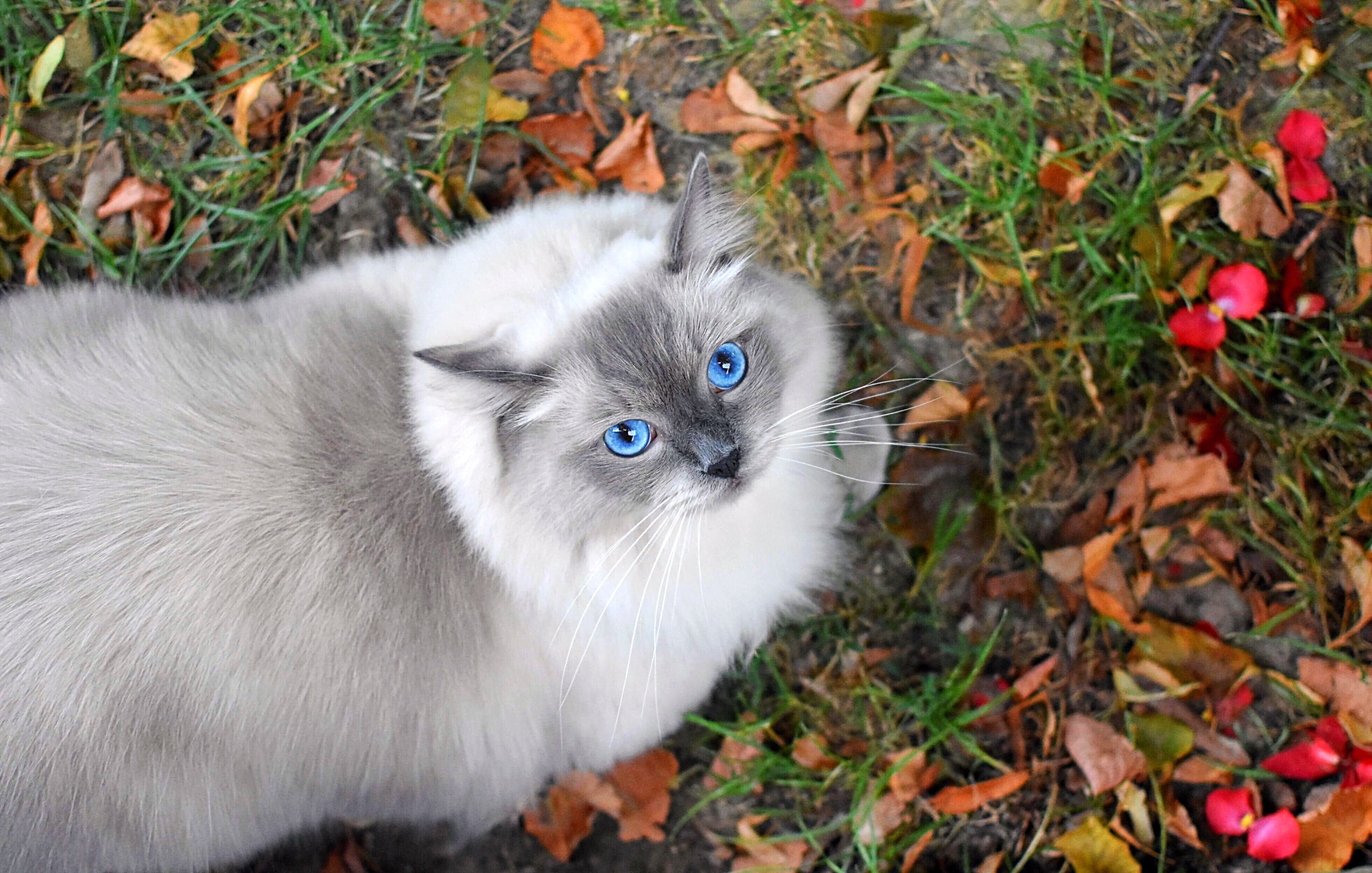 Blue Mitted Ragdoll