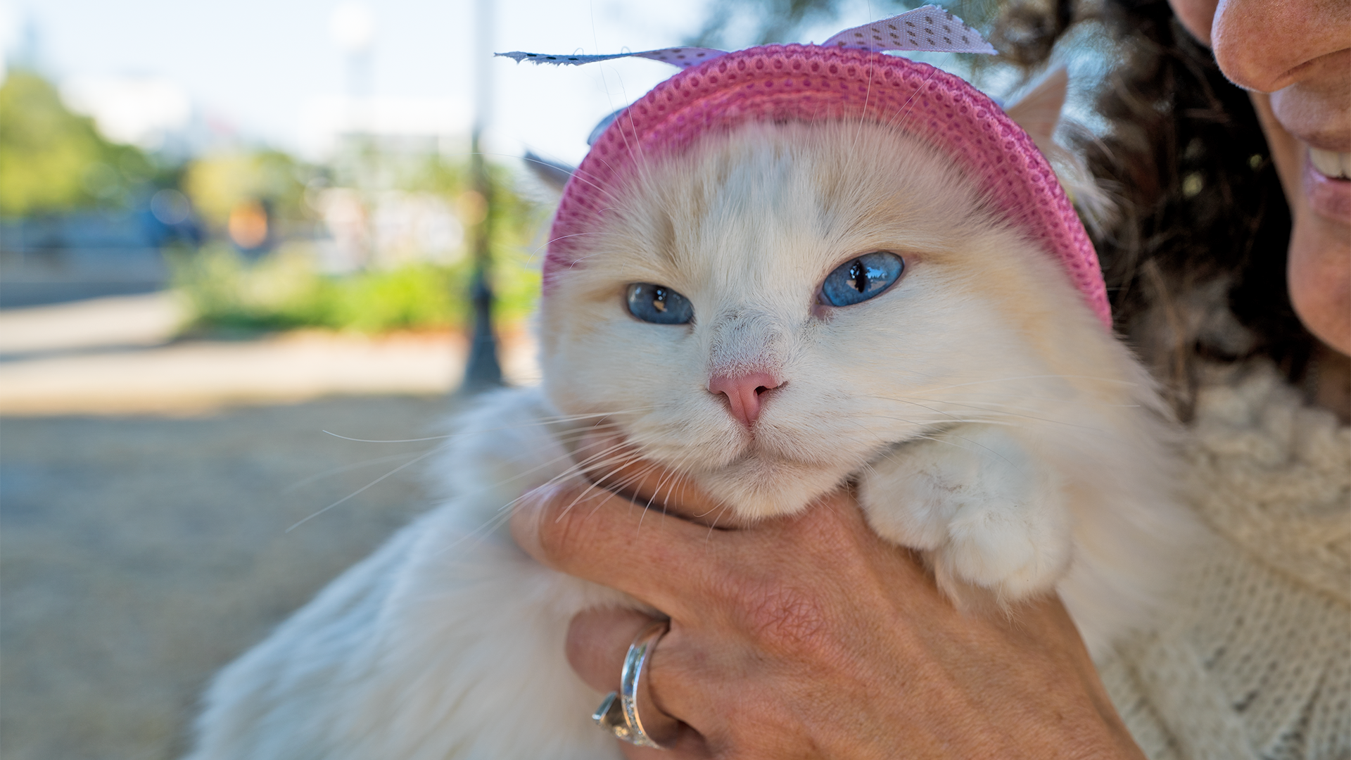 female cream bicolor ragdoll cat