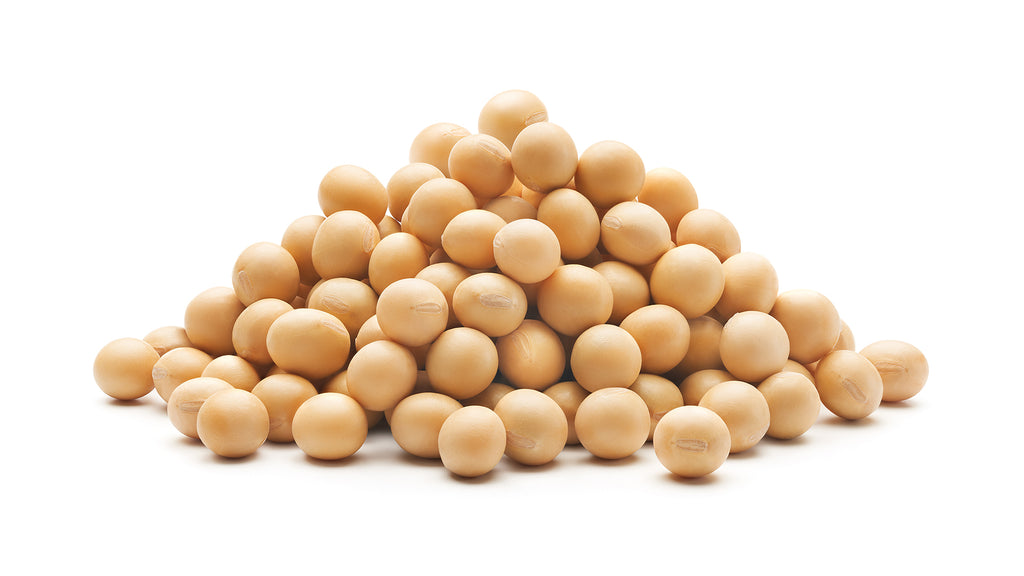 soybean