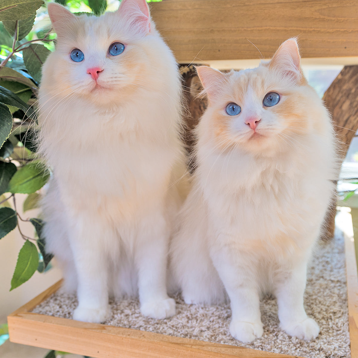 cream bicolor ragdoll cat