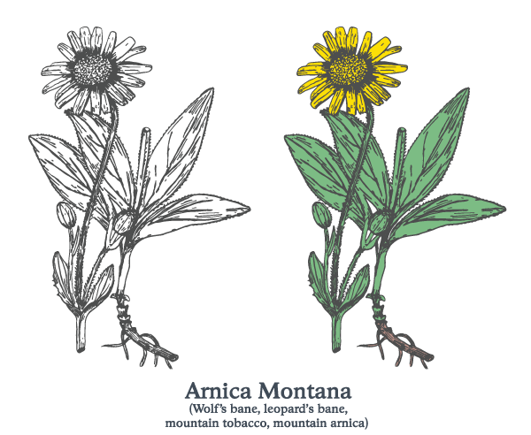 Arnica Montana Flower Botanical Drawing, Doctor Hoy’s Arnica Boost Ingredient