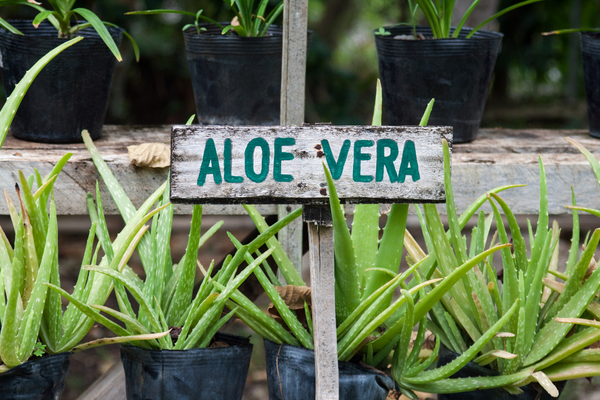 Aloe vera plants outside