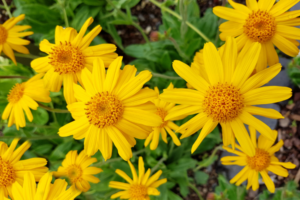 Yellow Arnica Montana flowers