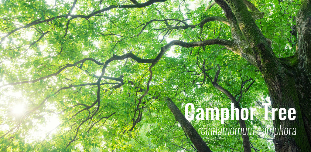 Cinnamomum camphora evergreen tree