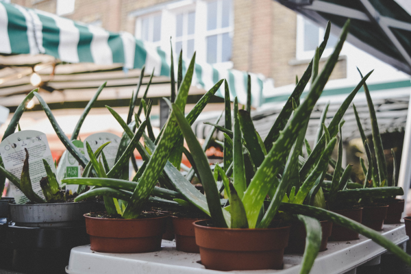 Aloe vera starter plants in an outdoor market