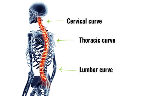 X-ray view of the spine showing the three natural curves