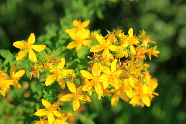 St. John’s wort plant with bunches of yellow flowers