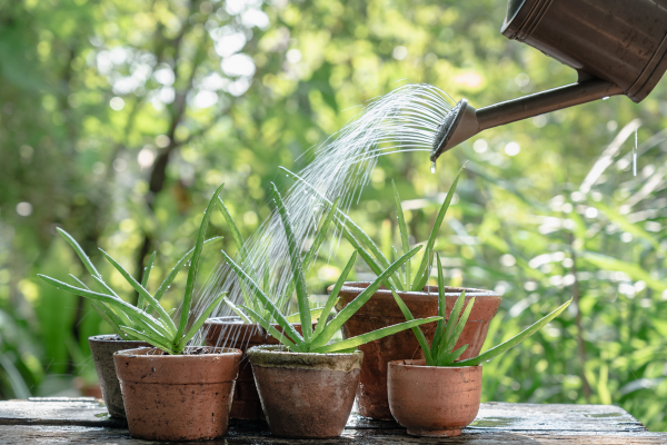 Person watering small aloe vera plants with watering can